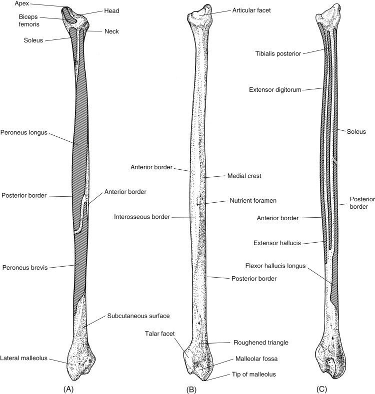 <p>both facets face medial, sharper and straighter ridge</p>
