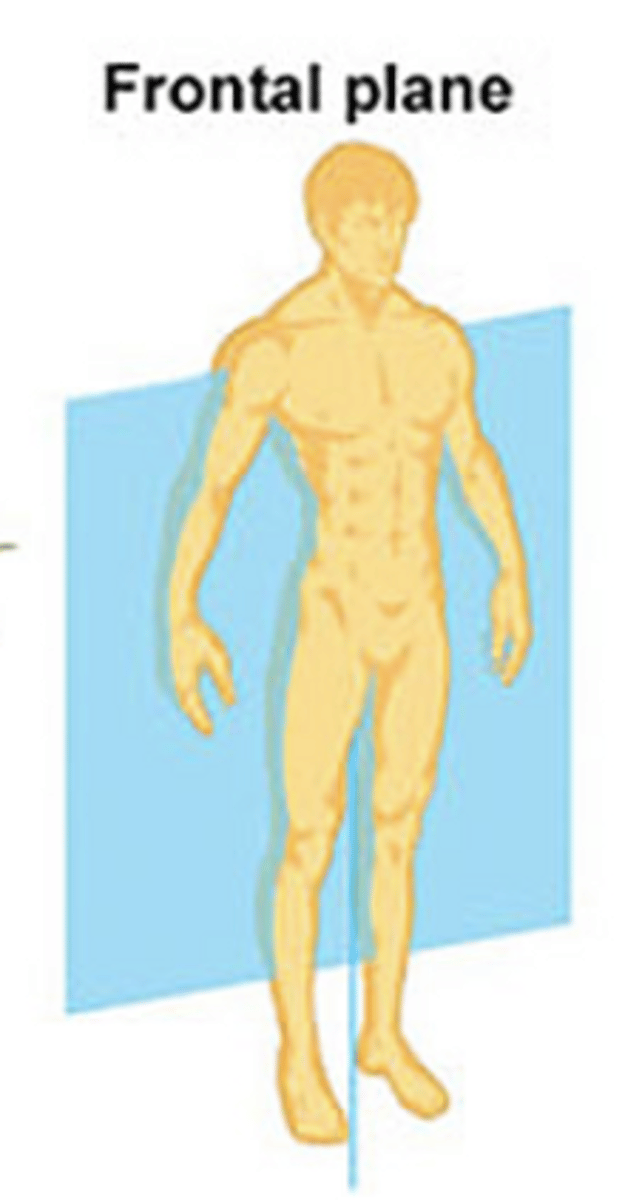<p>divides body into front and back</p>