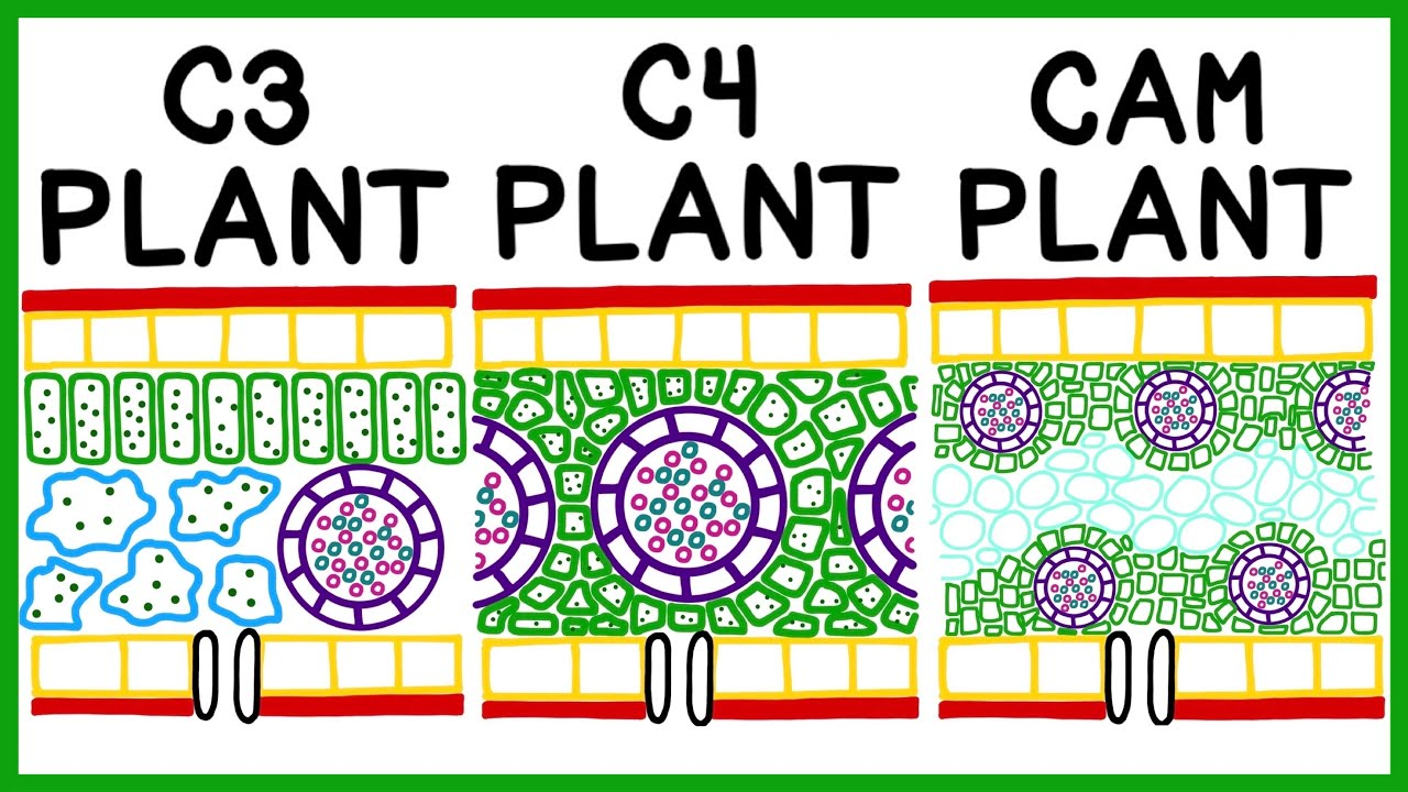 <ul><li><p>vascular bundle in center of C<sub>3</sub> and C<sub>4</sub> plant</p></li><li><p>C<sub>4</sub> plant has tightly packed palisade mesophyll</p></li><li><p>bundle sheath surrounds vein/vascular bundle</p></li><li><p>allows for separation of photorespiration&nbsp;</p></li><li><p>CAM plants have large vacuoles to store CO2 until night</p></li></ul><p></p>