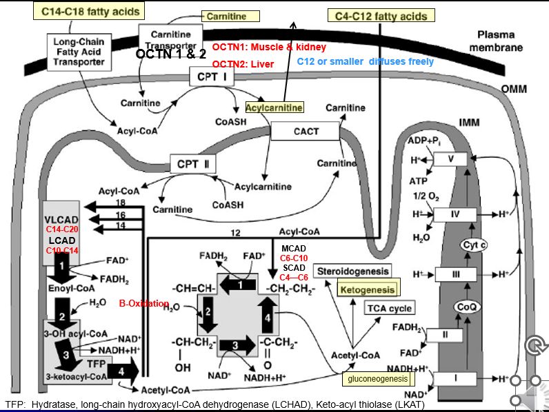 <p>Fatty acids needs to be converted to Acetyl-CoA</p><ul><li><p>C14-C18 Fatty acids → transport across plasma membrane via Long chain F.A transporter</p></li><li><p> Converted to Actyl-CoA (But cannot enter inner mitochondrial membrane)  </p></li><li><p>Acyl-CoA + Carnitine → Acylcarnitine (of varying lengths) <em>via CPT1 activity </em><strong>(TRANSPORT PREP STEP)</strong></p></li><li><p>Acyl Carnatine moved into inner membrane in exchange free cranatine out <em>via CACT activity</em> <strong>(TRANSPORT STEP)</strong></p></li><li><p>Acylycratine → Actyl CoA + Carnitine <em>via CPTII activity </em><strong>(LIBERATION STEP)</strong></p></li></ul><p>Acyl-CoA can now enter into BETA OXIDATION</p><p></p>
