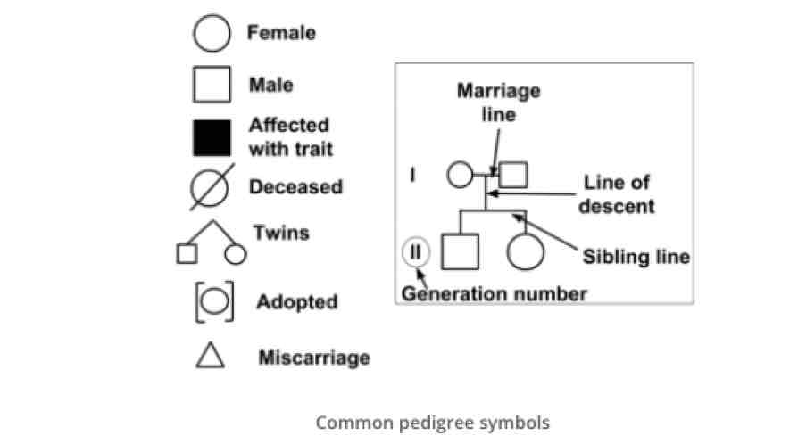 <p>Pedigree analysis</p>