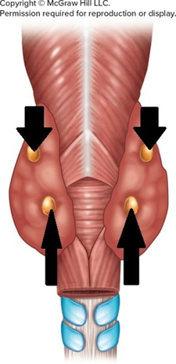 <p>parathyroid</p>