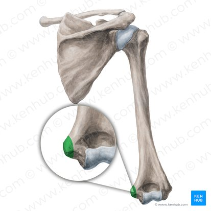 <p>what part of humerus </p>