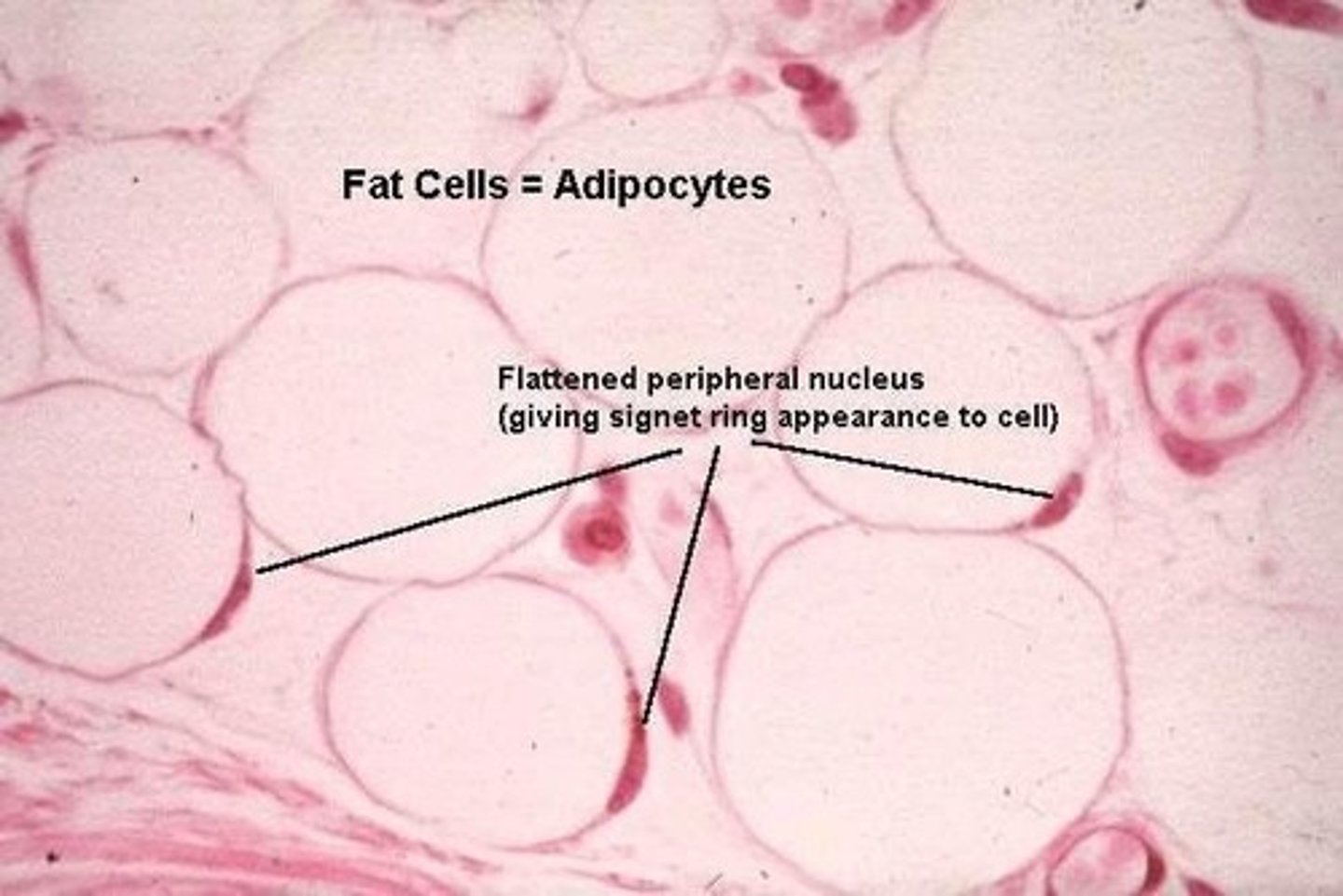 <p>Large, balloon-shaped cells responsible for the storage and metabolism of lipids.</p>