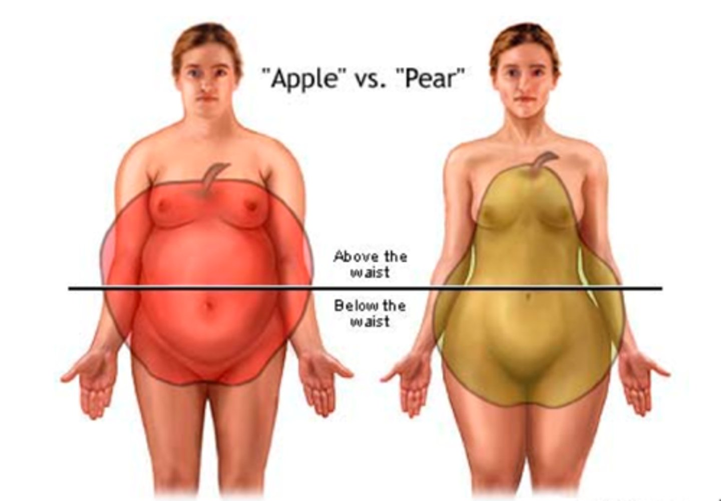 <p>Around belly, upper torso, "beer belly"</p>