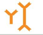 <p>Monomer or dimer, second most abundant, the <span style=""><mark data-color="yellow" style="background-color: yellow; color: inherit;">antibody that is in milk </mark></span>resistant to stomach acid</p>