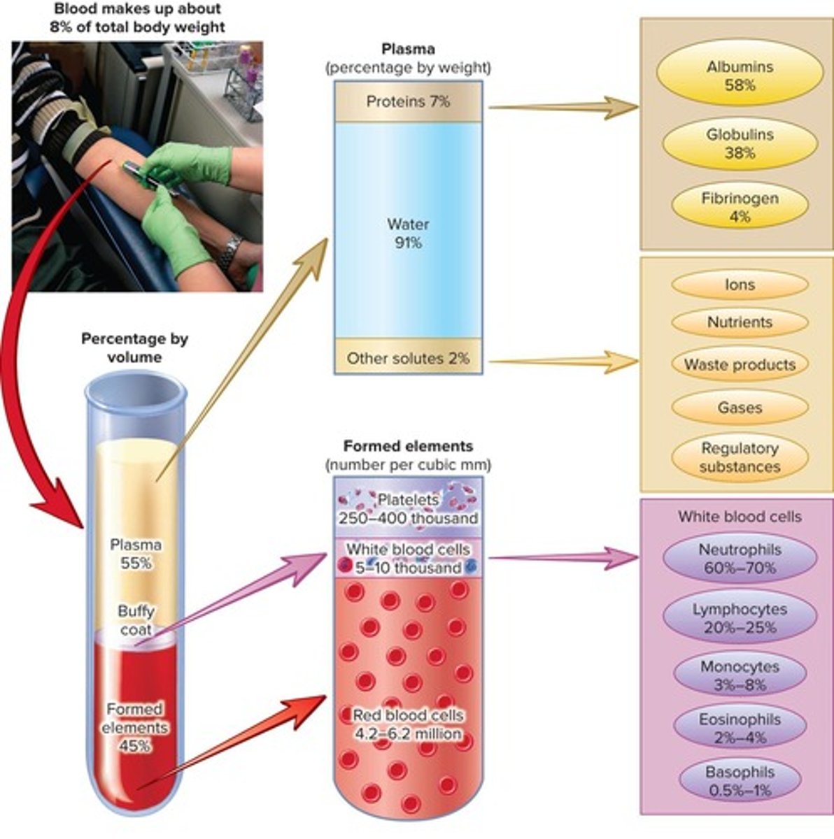 <p>Transport, regulation of pH and electrolytes, restriction of blood loss, defense against toxins and pathogens, stabilization of body temperature.</p>