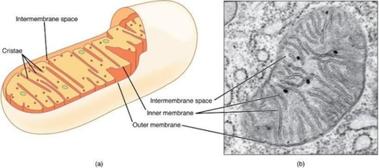 <p>Bounded by exterior (similar to plasma membrane) and interior membranes, contains its own DNA (from your mother), partitioned by cristae, and functions in ATP synthesis.</p>