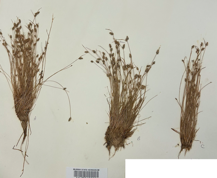 <p><span style="background-color: transparent;"><span>Order? Family?</span></span></p>