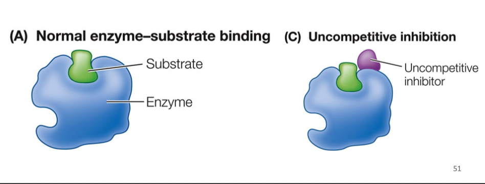 bind to enzyme-substate complex, preventing release of products, cannot be overcome by adding more substate, holds substrate to enzyme (locks enzyme in place), not competing for active site
