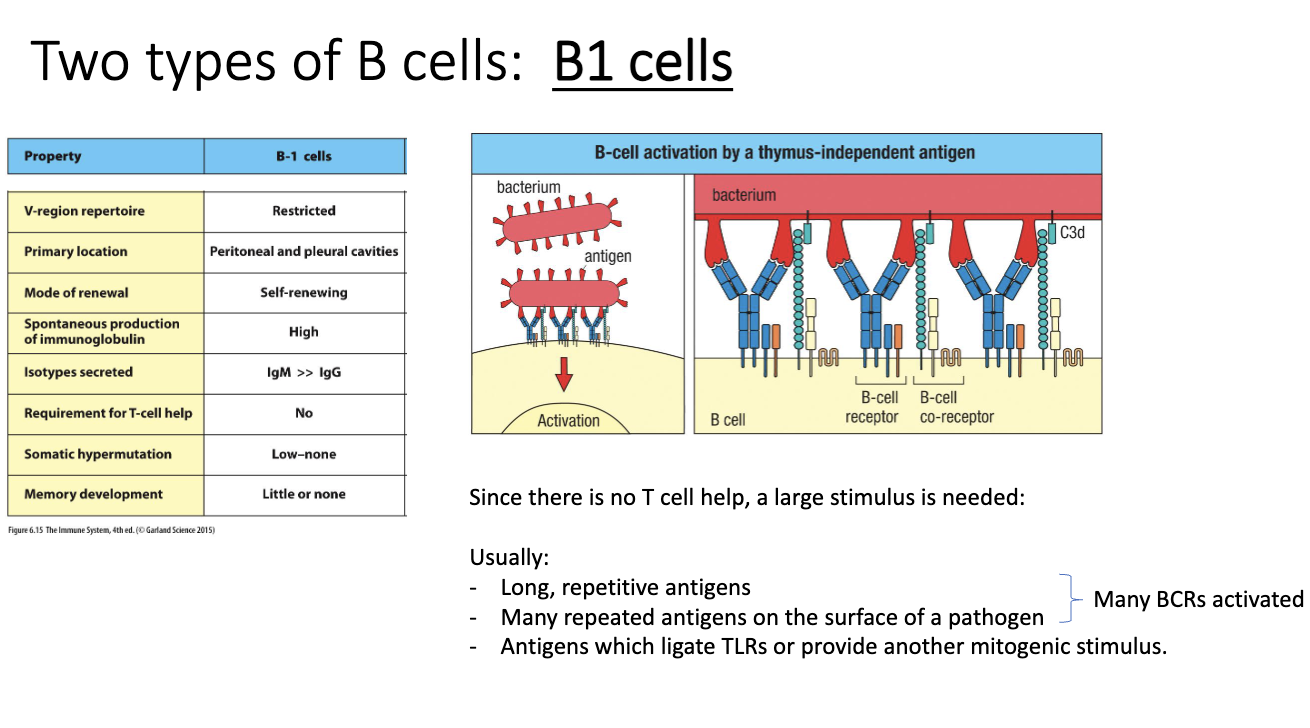 <ul><li><p>B1 cells bind <strong>repetitive carbohydrate antigens</strong> (common on bacteria).</p></li><li><p>High repetition clusters large numbers of <strong>BCRs</strong> → strong activation signal.</p></li><li><p>Primary location is peritoneal and pleural cavities.</p></li><li><p><strong>TLRs</strong> often provide additional push.</p></li><li><p>B-cell activation requires crossing a <strong>signal threshold</strong>:</p><ul><li><p>Many clustered BCRs <strong>or</strong></p></li><li><p>TLR help <strong>or</strong></p></li><li><p>T-cell help (for B2 cells)</p></li></ul></li><li><p>Repetitive antigens can activate B1 cells <strong>without T-cell help</strong>.</p></li></ul><p></p>