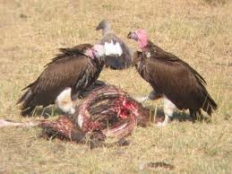 A carnivore that feeds on the bodies of dead organisms