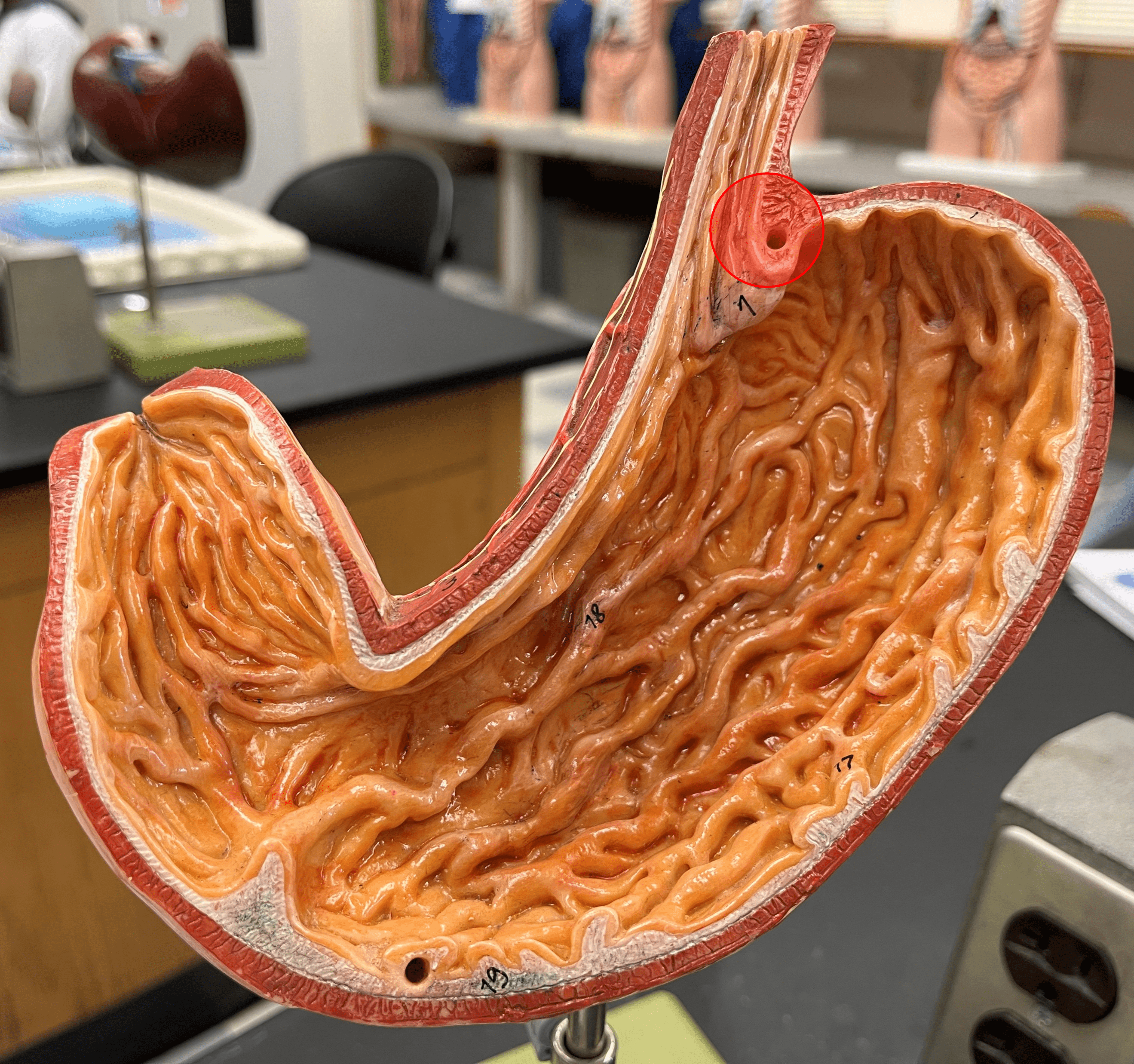 • A sphincter that opens to allow food into the stomach.

• Abbreviated LES.
