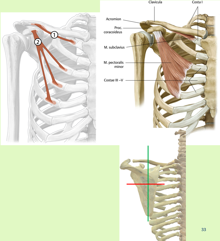 <p>o<span><span>rigo:<br></span></span><span data-name="black_small_square" data-type="emoji">▪</span><span><span> Costae 3-5 aan ventrale zijde</span></span></p><p><span><span><br></span></span><span data-name="black_small_square" data-type="emoji">▪</span><span><span> Insertie:<br></span></span><span data-name="black_small_square" data-type="emoji">▪</span><span><span> processus coracoideus</span></span></p><p><span><span><br></span></span><span data-name="black_small_square" data-type="emoji">▪</span><span><span> Functie:<br></span></span><span data-name="black_small_square" data-type="emoji">▪</span><span><span> Scapulothoracale gewricht: Het laten<br>kantelen van de scapula rondom een<br>horizontale as (angulus inferior beweegt<br>naar dorsaal) en het laten kantelen van de<br>scapula rondom een longitudinale as<br>(margo medialis beweegt naar dorsaal)<br></span></span><span data-name="black_small_square" data-type="emoji">▪</span><span><span> Geinverseerde functie:<br>hulpademhalingsspier</span></span></p><p><span><span><br></span></span><span data-name="black_small_square" data-type="emoji">▪</span><span><span> Innervatie:<br></span></span><span data-name="black_small_square" data-type="emoji">▪</span><span><span> nn. pectorales mediales en laterales (C6-<br>Th1)<br>33</span></span></p><p><br></p>
