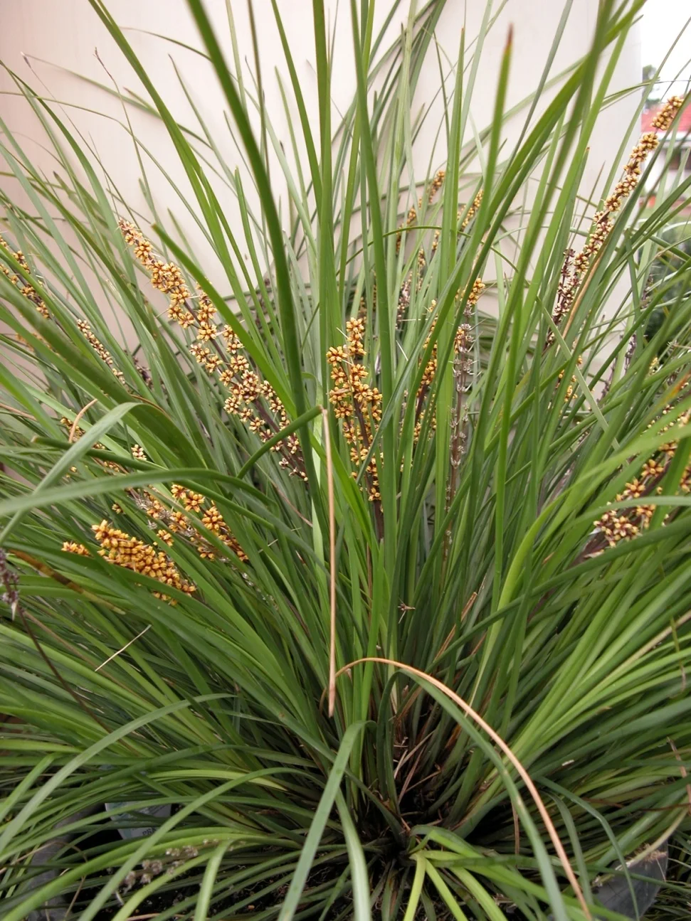 <p><em>Lomandra longifolia </em>‘Breeze’, dwarf mat rush, Asparagaceae</p>