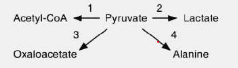 <p>Types of specificity of enzymes</p><ul><li><p>Enzymes are specific for a particular reaction even through the substrate is same for each reaction.</p><ul><li><p><span style="color: yellow"><em>The enzyme yung specific sakanya is the reaction of its catalase.</em></span></p></li><li><p><span style="color: yellow"><em>Here, regardless kung ano yung substrate, lets say we have 4 enzymes, and specific yung reaction niya, even if they have the same substrate, iba iba yung product na ma proproduce because they have different reactions.</em></span></p></li><li><p><span style="color: yellow"><em>Ex. Your pyruvate, if it passes the TCA we will form <u>Acetyl Co-A</u></em></span></p></li><li><p><span style="color: yellow"><em>Ex. Pyruvate, passes anerobic glycolysis/fermentation = <u>Lactic Acid</u></em></span></p></li><li><p><span style="color: yellow"><em>Ex. Pyruvate, passes TCA, gluconeogenesis = <u>Oxaloacetate</u></em></span></p></li><li><p><span style="color: yellow"><em>Ex. Pyruvate, passes Amino acid metabolism = <u>Alanine</u></em></span></p></li></ul></li></ul><p></p>