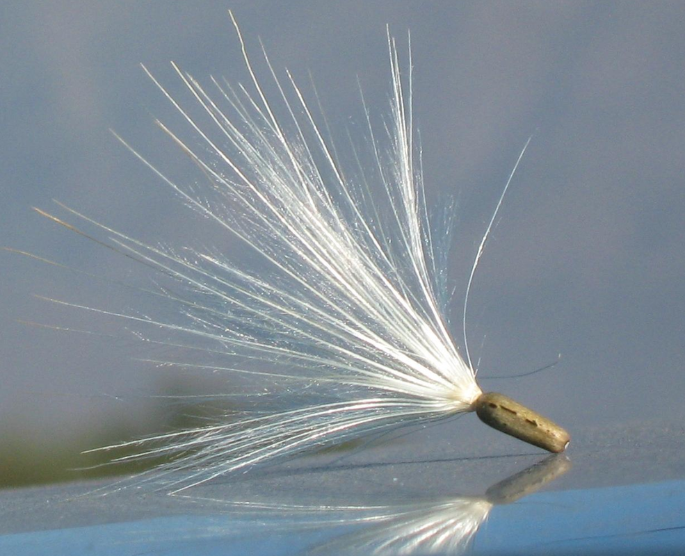 <p><span style="font-family: Inter, helvetica, arial, sans-serif">dry, one-seeded fruit lacking special seams that split to release the seed</span></p>