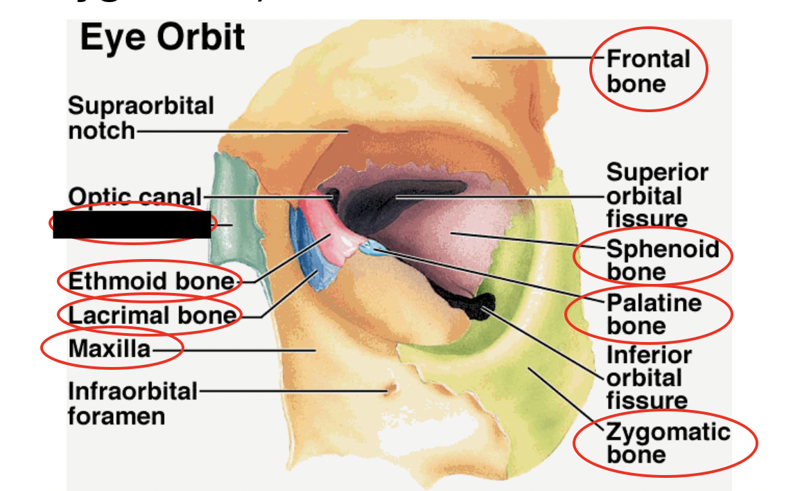 these are the bones that form the eye orbit, what bone is this?