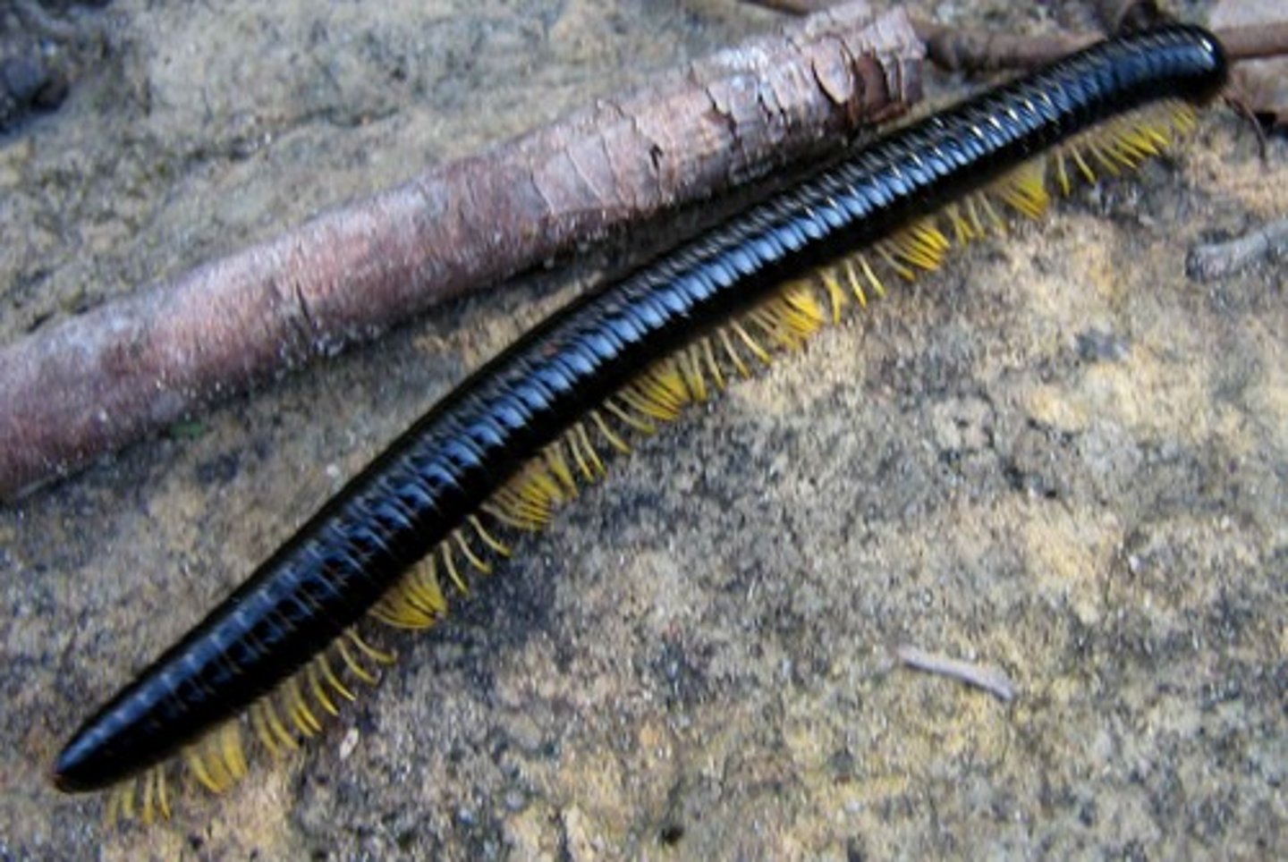 <p>Class of myriapods, mandibulates, and arthropods (millipedes)</p>