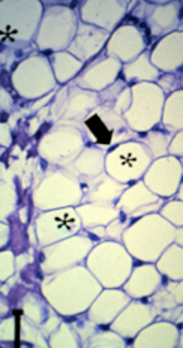 <p>What is this an image of?</p>