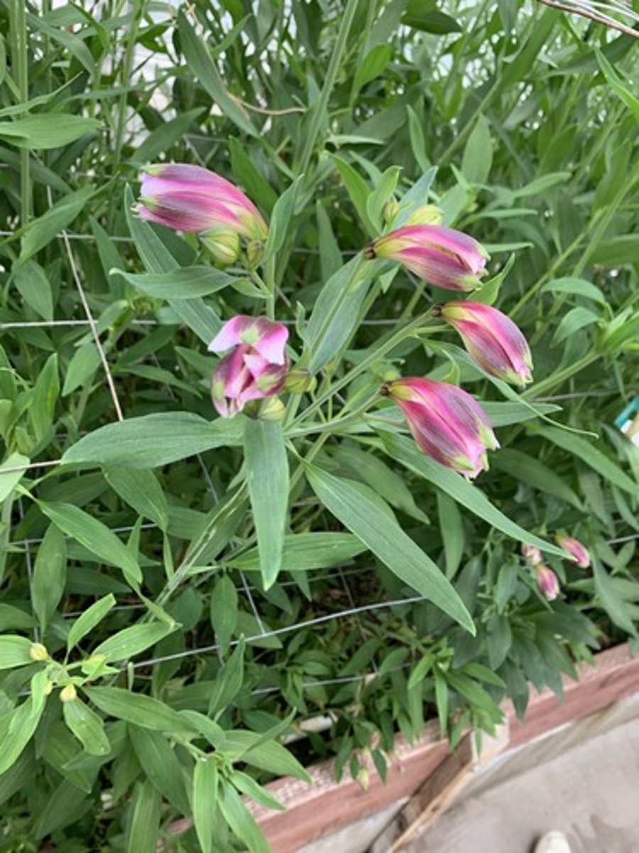 <p>latex feeling with white powder on top, bottom of blade has 2 to 3 profound parallel veins to mid veins, all leaflets have a twist at base and fuse cleanly into petiole and very rigid stem.</p>