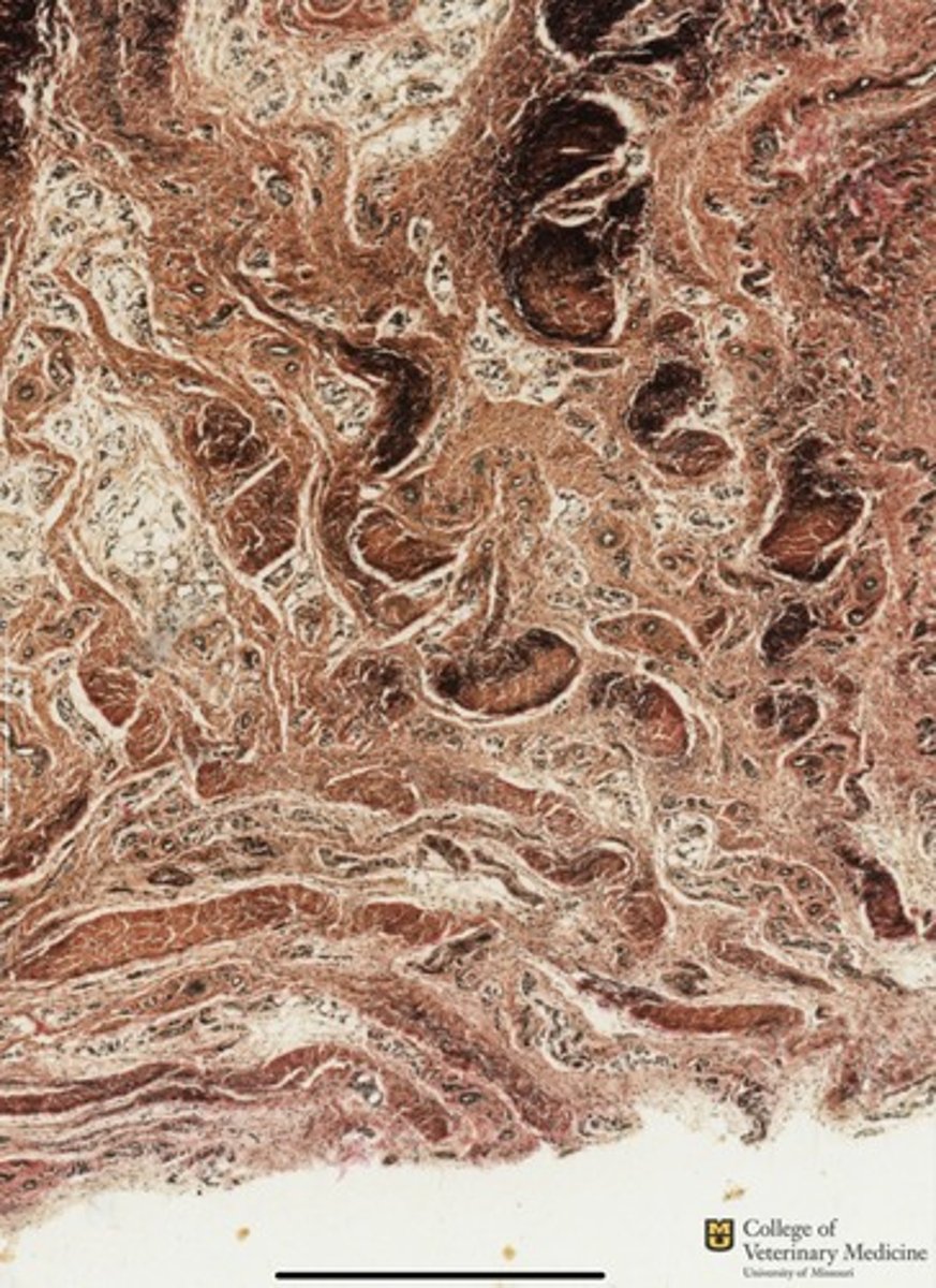 <p>What tissue type is depicted as a whole?</p>