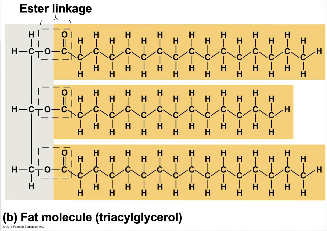 <p>a glycerol + 3 FA’s</p><ul><li><p>glycerol = 3-C alcohol with a hydroxyl at each C</p></li><li><p>fatty acid = a carboxyl group attached to a long carbon skeleton</p></li><li><p>components connected by an ester linkage</p></li></ul><p></p>