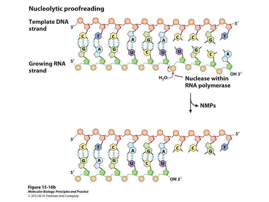 <p>During elongation of transcription, the enzyme will back up after a mistake, cleave the RNA product, and start the process of elongation over. </p>