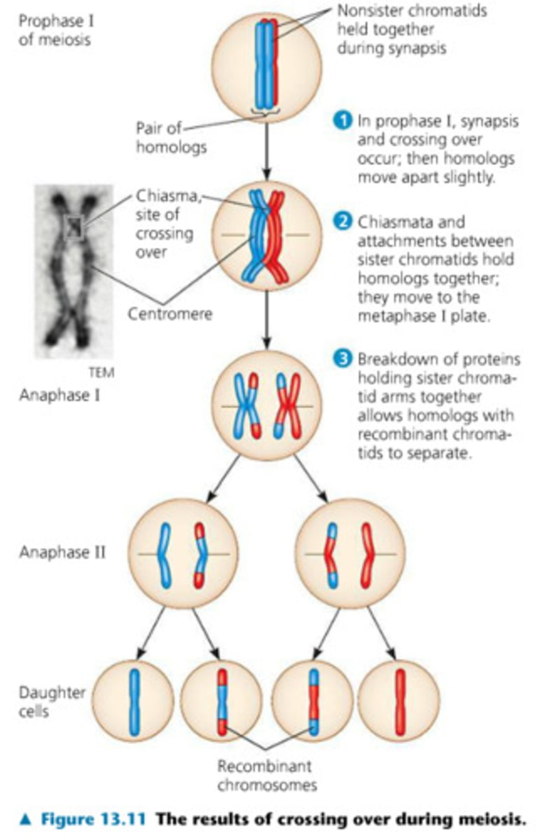 <p>meiosis</p>