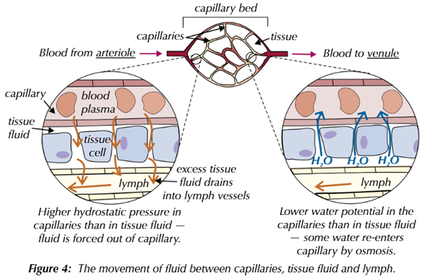 <p>tissue fluid is the fluid that surrounds cells in tissues, made from small molecules that leave the blood plasma. cells take in oxygen and nutrients from the tissue fluid and release metabolic waste into it. in a capillary bed, substances move out of the capillaries in to the tissue fluid by pressure filtration</p><p>at the start of the capillary bed (near arteries) the hydrostatic pressure inside the capillaries is greater than in the tissue fluid. therefore, fluid is forced out the capillaries. hydrostatic pressure is much lower at the venule end of the capillary bed</p><p>due to fluid loss, there is a larger concentration of plasma proteins that don’t leave the capillaries, so the water potential is lower at the venule end of the capillary bed is lower than in the tissue fluid. this means some water re-enters the capillaries by osmosis. any excess tissue fluid is drained by the lymphatic system, passing it back into the circulatory system</p>