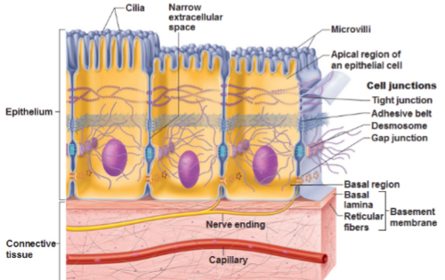 <p>Tissues are formed by cells held together by a _____ _____, which is an extracellular matrix structure</p>