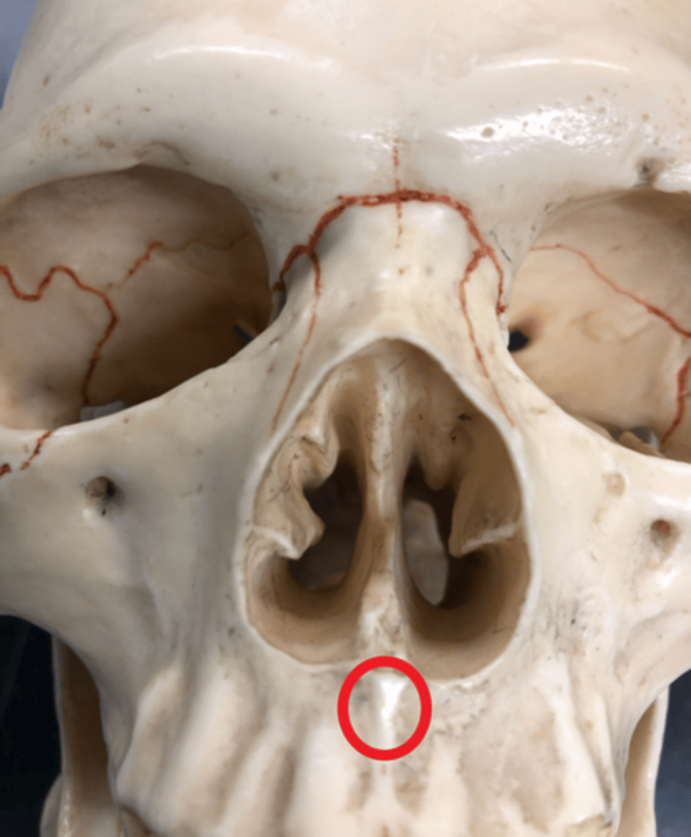 <p>Point just below the nose hole</p>