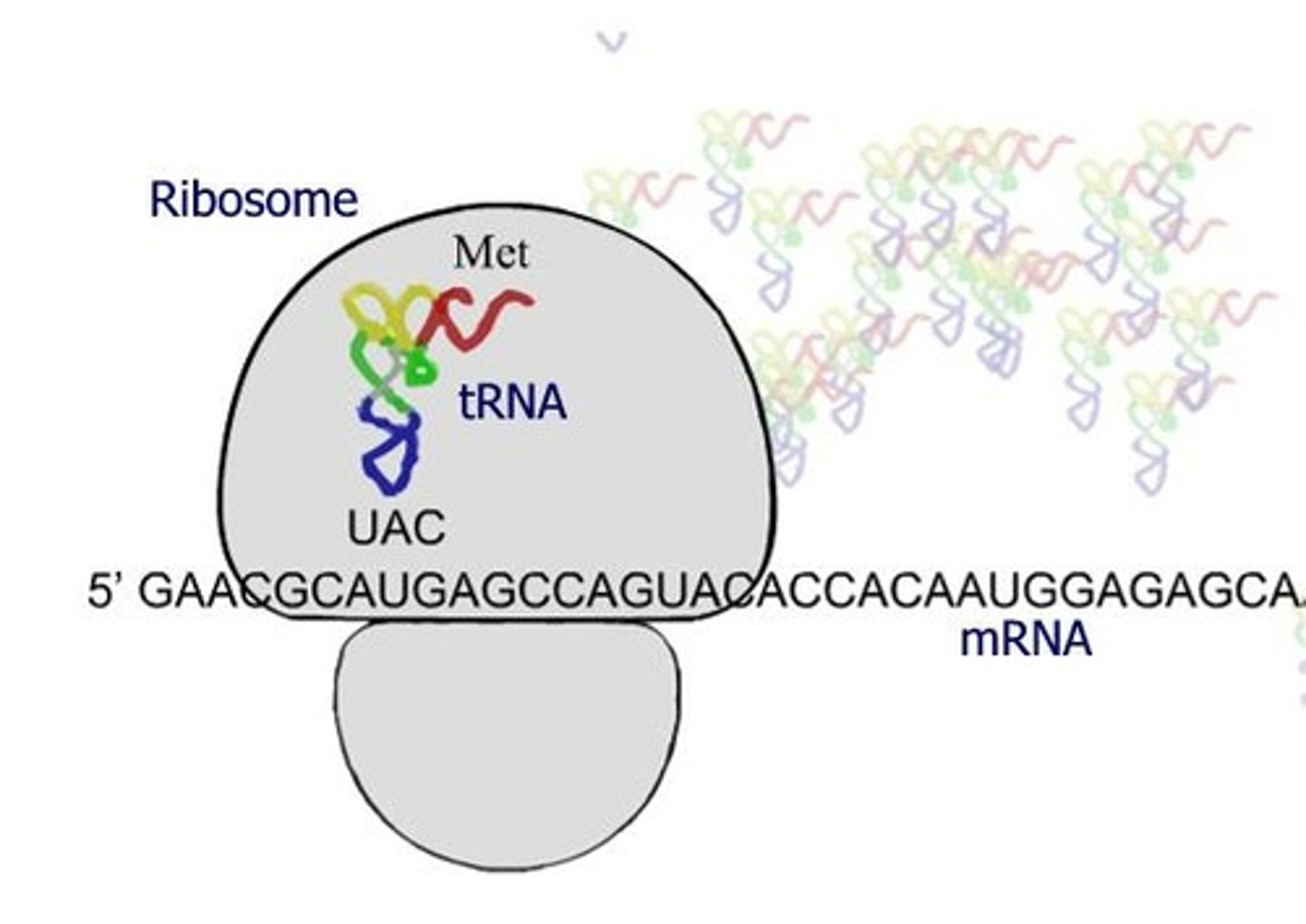 <p>To make up ribosomes and facilitate the binding of mRNA and tRNA during translation.</p>