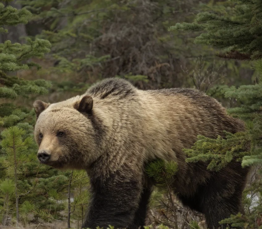 <ul><li><p>state mammal, but extinct in CA due to hunting</p></li><li><p>once roamed foothills, omnivore</p></li><li><p>persecuted by humans</p></li></ul><p></p>