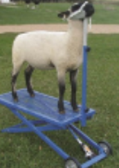 <p>small ruminant restraint #5</p>