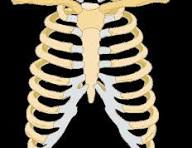 <p>Curved bones that form the rib cage, protecting the thoracic cavity.</p>