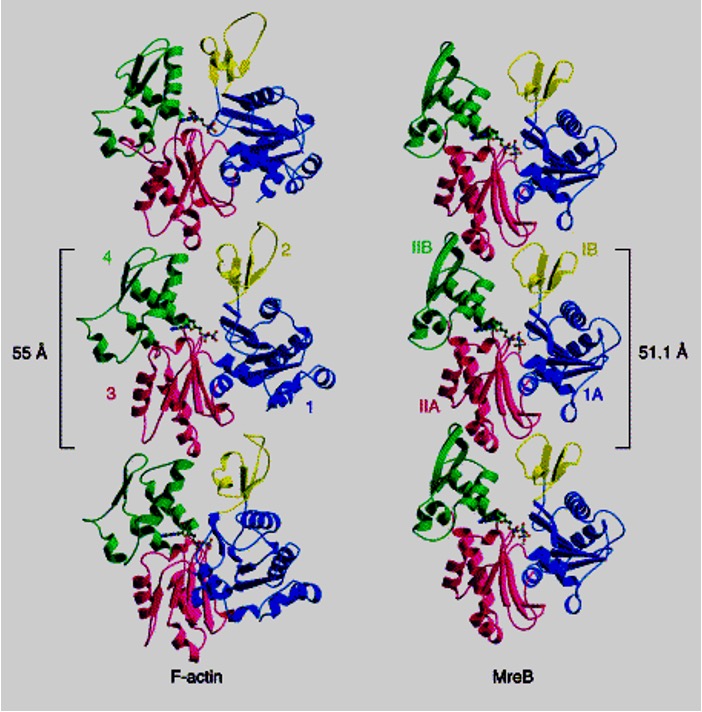 <p><span><span>MreB is an actin homolog found in many rod-shaped bacteria</span></span></p>
