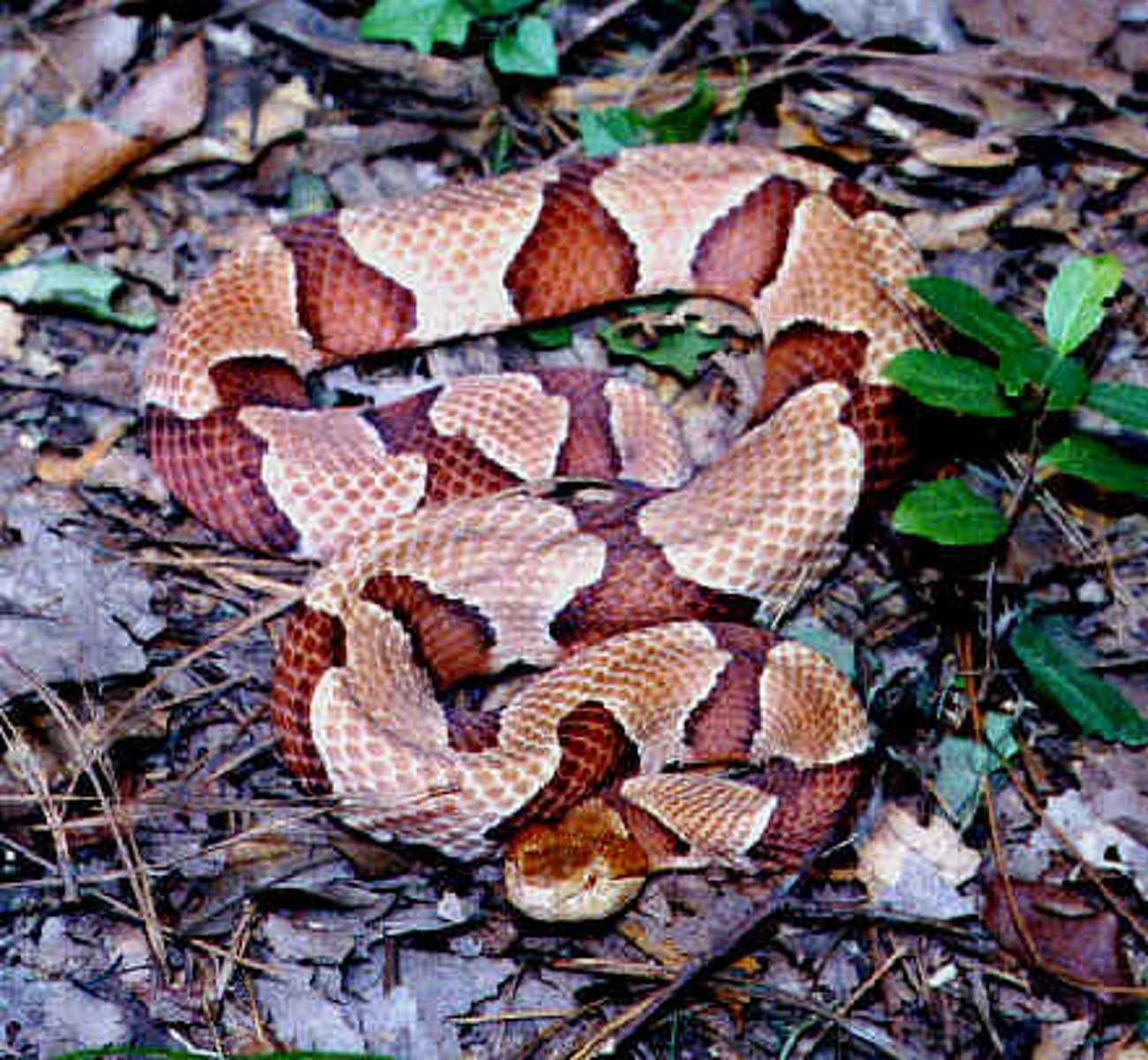 <p>a pit viper in woods of East Coast</p>