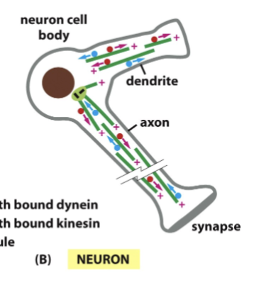 <p>dictated by microtubule networks!</p><p>in the dendrites, there is a mixed polarity of microtubules. In the axon, the minus ends of MTs are pointed at the nucleus in the centrosome. There are some MTs that are free in the axon and dendrites, not having their minus ends in the centrosome. In the axon, all minus ends are polarized toward the cell but not all are capped. </p>