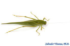 <p>Tettigoniidae</p><p></p><p>•Tegmina that are held roof-like over the abdomen</p><p>•Sword-like ovipositor in females</p>