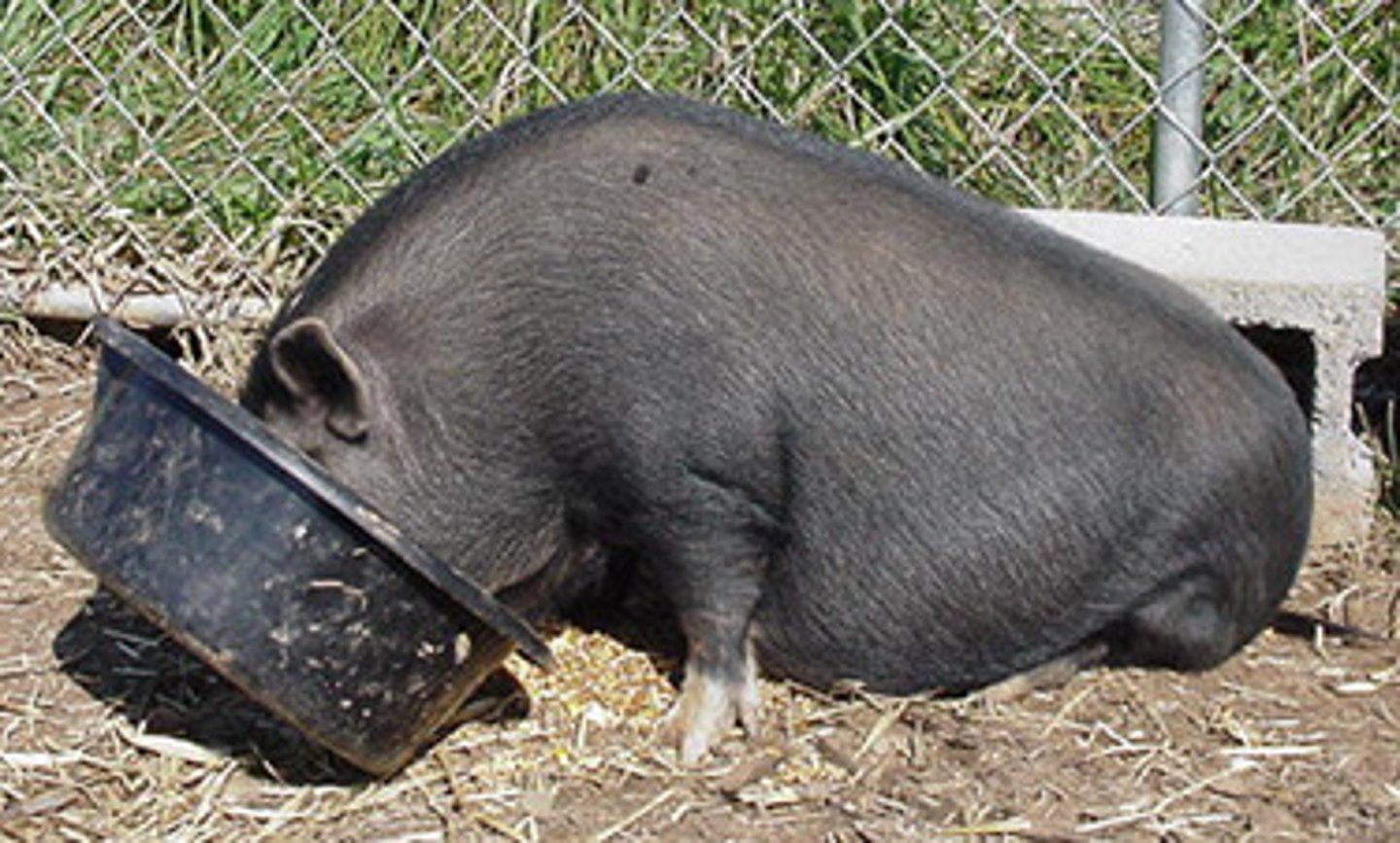 <p>(adj.) so great or demanding as not to be satisfied</p><p>SYN: unquenchable, ravenous, voracious</p>