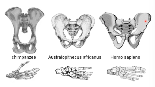 <p>pelvis has become broader and more compact; bowl shaped</p><ul><li><p>better weight bearing capacity</p></li><li><p>allows an upright stance</p></li><li><p>more support and space for organs</p></li><li><p>wider attachment of femurs (thigh bone)</p></li></ul><p></p>