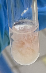 <p>What are present in the test tube?</p>