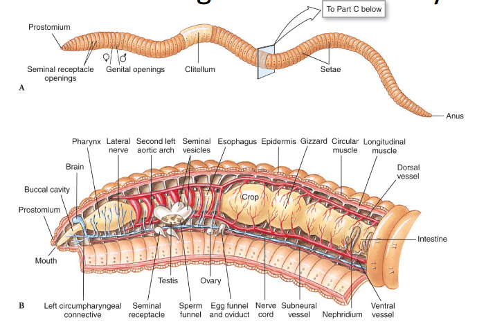 <p>freshwater &amp; terrestrial • earthworm (Lumbricus) and blackworm (Lumbriculus) are good examples • Named for clitellum • Have few (oligo-) setae (-chaeta)</p>