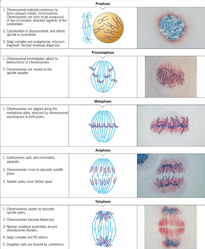 <ul><li><p>production of cells that are genetically <strong>identical</strong> to parent</p></li><li><p>basis for producing new cells</p></li><li><p>process of nuclear division in which two nuclei are produced to maintain chromosome number</p></li><li><p>consists of Prophase, Prometaphase, Metaphase, Anaphase, Telophase which represents a segment of a continuous process</p></li></ul><p></p>