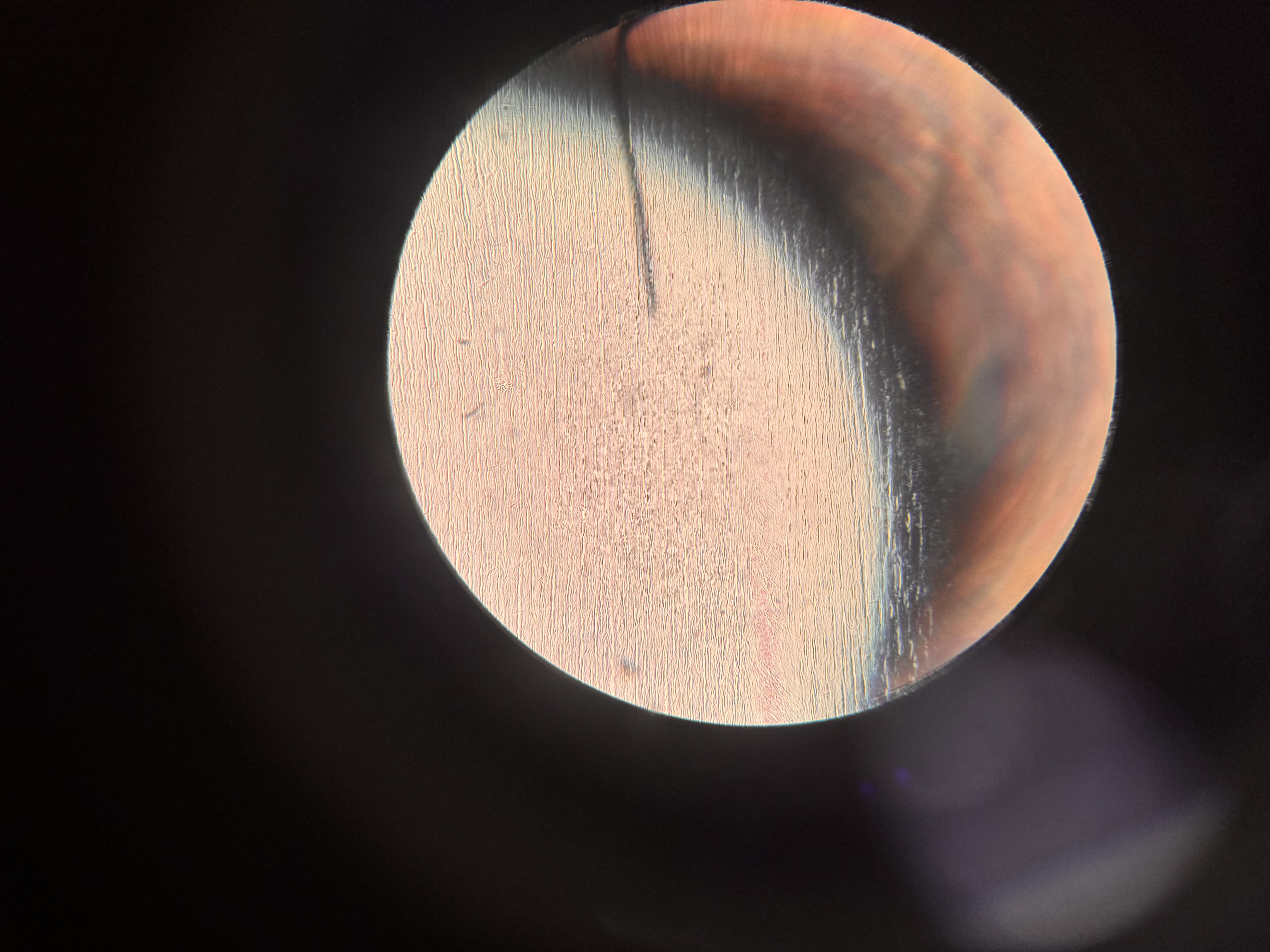 <p>What cell is this</p>