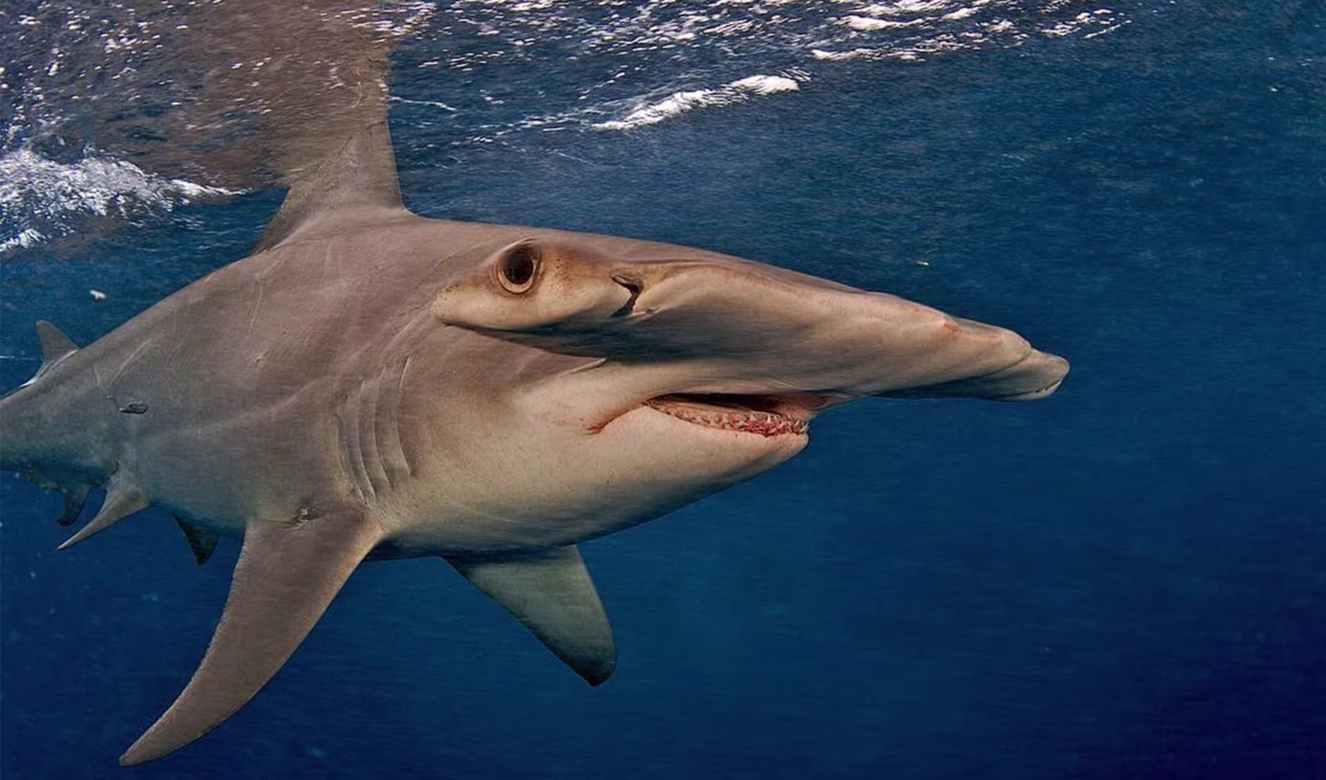 <p>ground sharks</p>