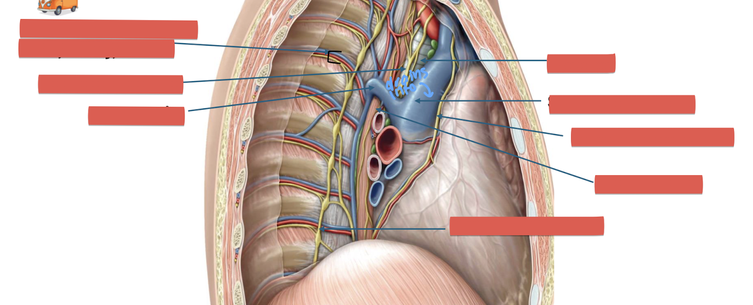 <p>Fill in the blank - BLUE side (right) </p>