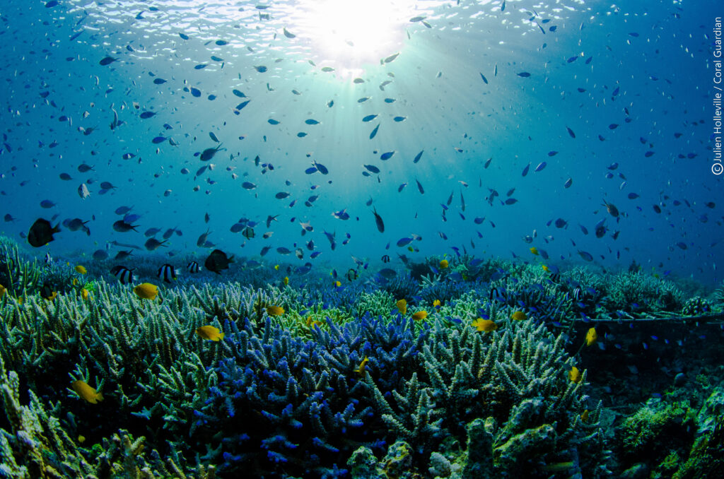 <p>A area in the ocean with a lot of lie such as coral</p>