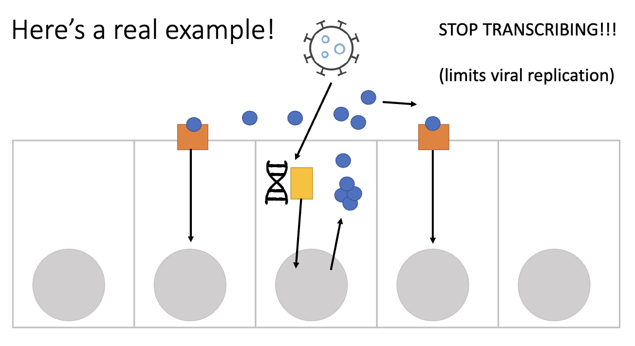 <ul><li><p>Virus infects cell</p></li><li><p>Viral DNA detected by <strong>immune receptors</strong> inside cell</p></li><li><p>Secondary messengers move to nucleus → change transcription</p></li><li><p>Infected cell expresses <strong>interferons</strong></p></li><li><p>Interferons signal to <strong>nearby cells = paracrine signalling</strong></p></li><li><p>Effect: “Stop transcribing” → limits viral replication</p><ul><li><p>Stop virus from propagating by using host cell machinery</p></li></ul></li></ul><p></p>